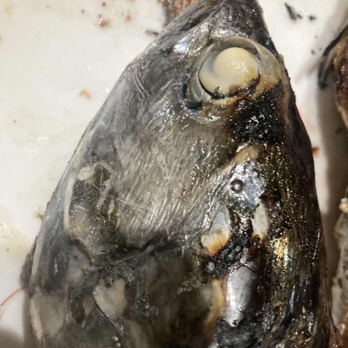 かつおの頭の豪快塩焼き レシピ 作り方 By へんてこへんてこママ 楽天レシピ かつおの頭の豪快塩焼き レシピ 作り方 By へんてこへんてこママ 楽天レシピ